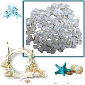 Resim Küçük Beyaz Midye  Deniz Kabukları "500 gr"