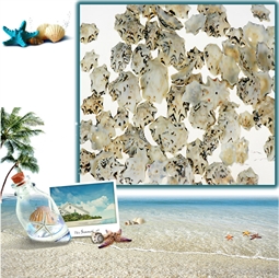 Resim Star Limpet Deniz Kabukları “30 - 50 gr"